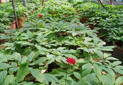 【致富經(jīng)】誰(shuí)說農(nóng)業(yè)不賺錢?這3個(gè)種植新玩法值得試試,成本少收入還高!