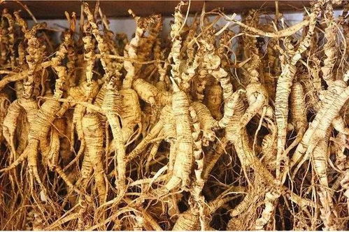 長(zhǎng)白山黑參 五載沉淀，鮮食營(yíng)養(yǎng)三倍于干品