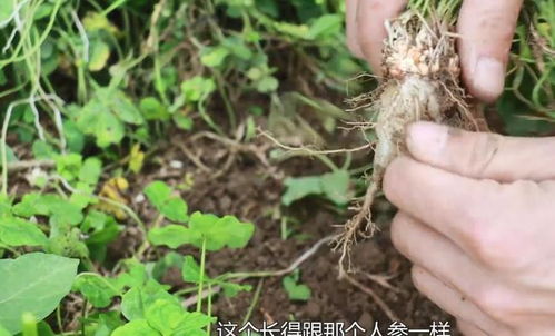 田間“小人參” 西洋參的鄉(xiāng)土記憶與健康密碼