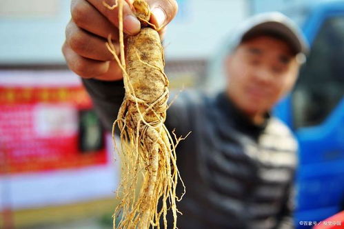 從“參王”到巨虧 一場(chǎng)關(guān)于人參種植的產(chǎn)業(yè)浮沉錄